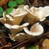Oyster Mushroom (Pleurotte)