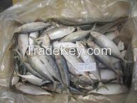 Indian Mackerel