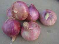 New Fresh Red Onion Yellow Onion