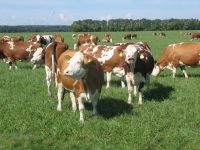 Holstein Frisian cows and heifers for sale