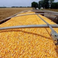 Yellow Corn/Maize for Animal Feed / YELLOW CORN FOR POULTRY FEED