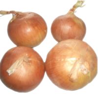 Fresh yellow onions for sale