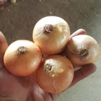 wholesale yellow fresh onion 