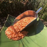 Quality Split Red Lentils & Red Whole Lentils from Canada 