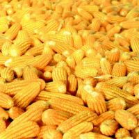 Dried Yellow Corn for sale