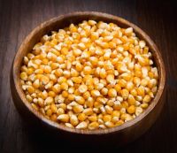 Yellow Corn For Animal Feed