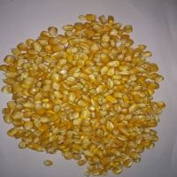 Best Quality Dried Style Yellow Corn/ Dry Maize For Animal Feed