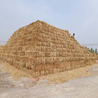 Wheat straw hay, hay straw 