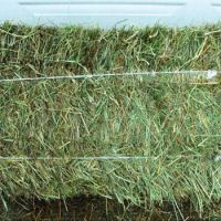 Oats Hay Animal Feed