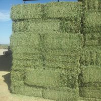 Top Quality Alfafa Hay for Animal Feeding