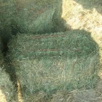 Cheap Alfafa Hay for Animal Feeding