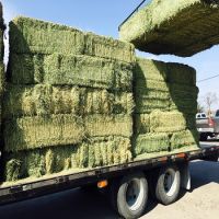 Wheat Hay For Sale 