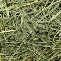 Timothy grass hay supply available