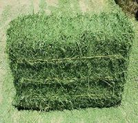 High Quality Alfafa Hay Bales Pellet for sale 