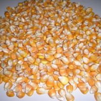 Quality yellow corn for animal feed