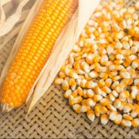 High Quality Yellow Corn Yellow Maize Corn