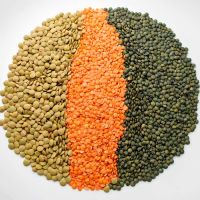 Bulk Canadian Home Grown Best Quality lentils green lentils red lentils yellow 