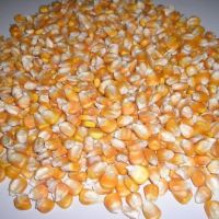 Top Grade Yellow Maize For Animal Feed 