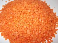 Quality Whole and Split Red Lentils 