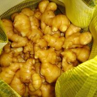 2017 fresh ginger good quality