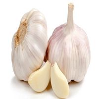 Fresh Pure White Normal garlic
