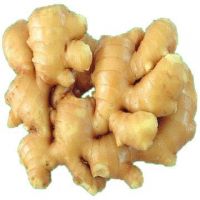 High quality fresh ginger supplier 