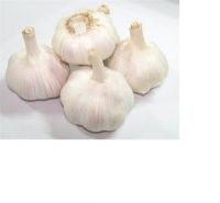 Wholesale Certified Fresh Garlic 