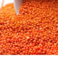 Canadian red lentils wholesale
