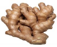 Fresh Vegetables Mature Ginger