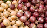 New Crop Fresh Red Yellow White Onions 