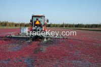 Dried Cranberry (half cut)