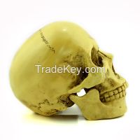 high quality yellow color small human skull for Halloween decoration