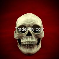 1:1 human replica skull model real man for Halloween decoration
