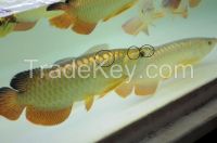 Golden X back arowana