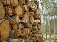 Power Poles; Pine Elliottii Wooden Poles, Pine Taeda Wooden Poles, Pine Hondurensis Wooden Poles, Pine Caribea Wooden Poles, Eucalyptus Grandis Wooden Poles, Eucalyptus Globulus Wooden Poles, Eucalyptus Dunni Wooden Poles etc for sale