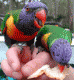 Cameroon Parrots Breeders.Co, Ltd