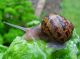 Helix Aspersa maxima  Snails  Escargots  London United kingdom