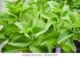 Stevia International