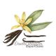 Vanilla Planifolia Export SAVA