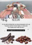 CAROB SEEDS MOROCCO