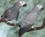 thumberrylewadikia