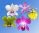 N&K Orchid Farms Co., Ltd