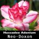 Hassadee Adenium Nursery