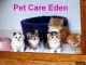 Qingdao Pet-Care-Eden Products Company Ltd.
