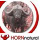 Horn Natural