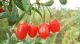 Ningxia wolfberry biological and food engineering co., ltd
