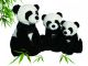 Panda gifts Co., Ltd