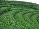 Fujian Yinlong Tea Science & Technology Co., Ltd