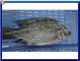 S.C.S Seafood Co., Ltd