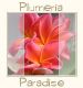 Plumeria Paradise